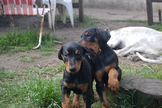 Dobermann Hvalpe Sjælland