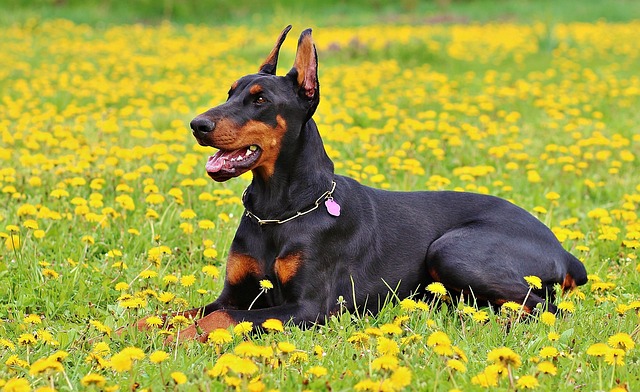 Dobermann Hvalpe Syddanmark