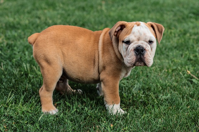 Engelsk Bulldog Hvalpe Hovedstaden