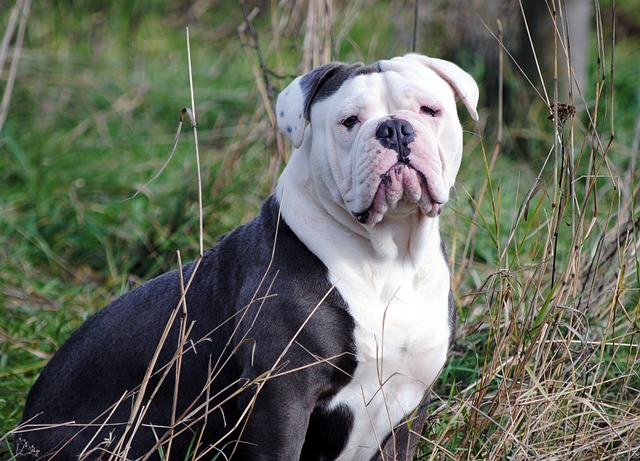 Engelsk Bulldog Hvalpe Midtjylland