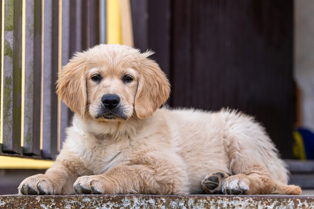 Golden Retriever Hvalpe Hovedstaden