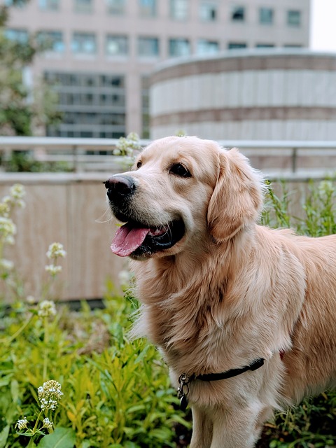 Golden Retriever Hvalpe Nordjylland