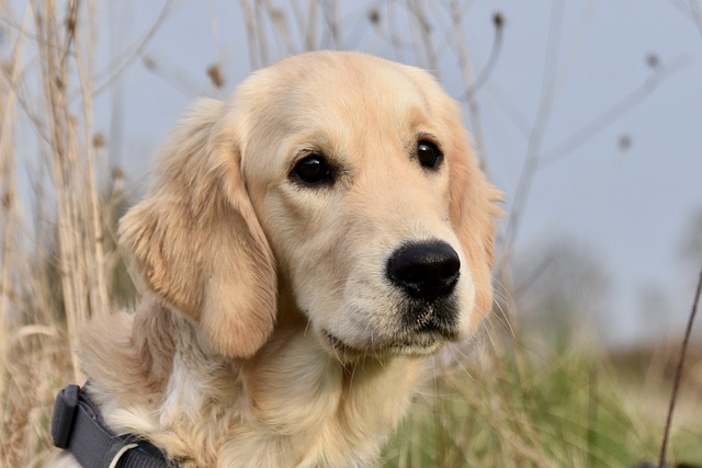 Golden Retriever Hvalpe Sjælland