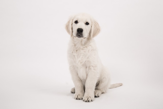 Golden Retriever Hvalpe Syddanmark