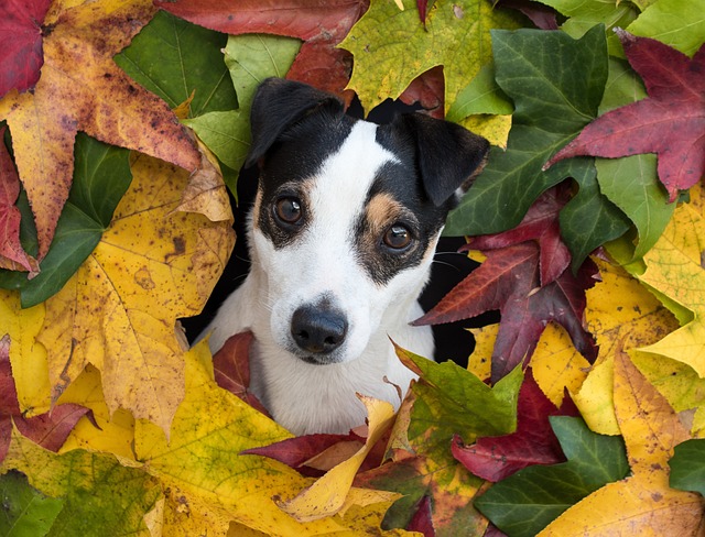 Jack Russell Terrier Hvalpe Hovedstaden