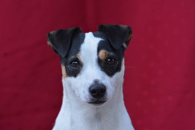 Jack Russell Terrier Hvalpe Midtjylland