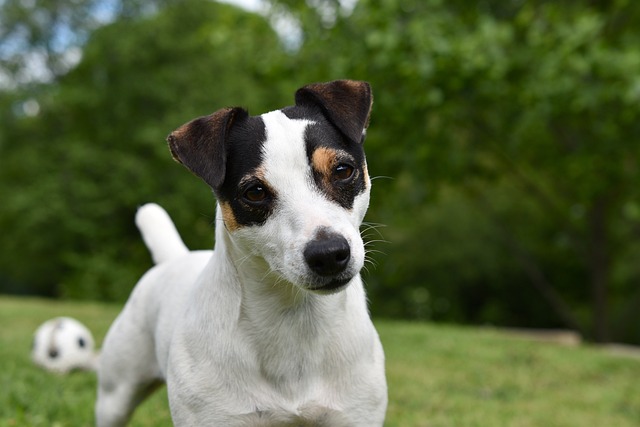 Jack Russell Terrier Hvalpe Nordjylland