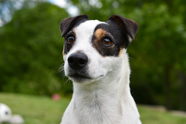 Jack Russell Terrier Hvalpe Sjælland