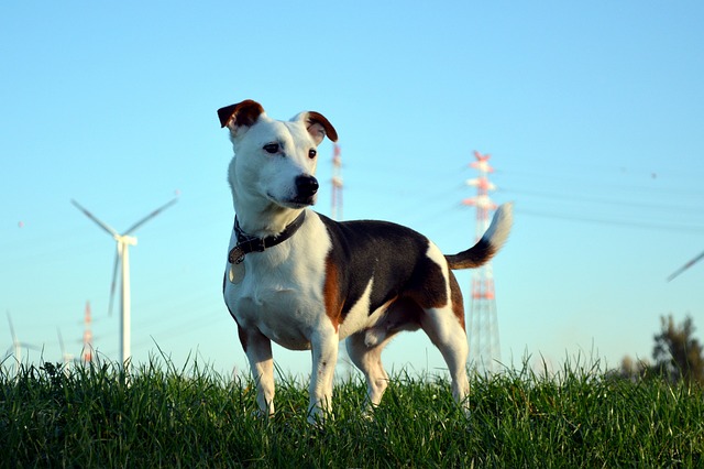 Jack Russell Terrier Hvalpe Syddanmark