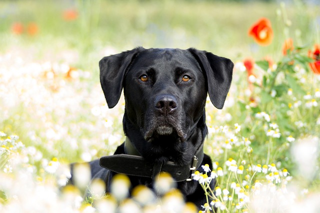 Labrador Retriever Hvalpe Hovedstaden