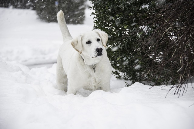 Labrador Retriever Hvalpe Midtjylland