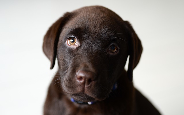 Labrador Retriever Hvalpe Nordjylland