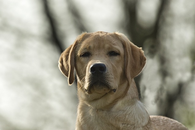 Labrador Retriever Hvalpe Sjælland