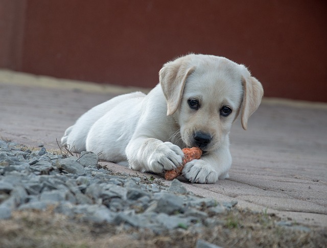 Labrador Retriever Hvalpe Syddanmark