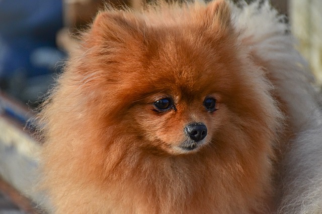 Pomeranian Hvalpe Sjælland