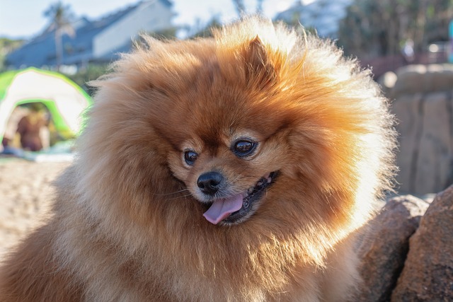 Pomeranian Hvalpe Syddanmark