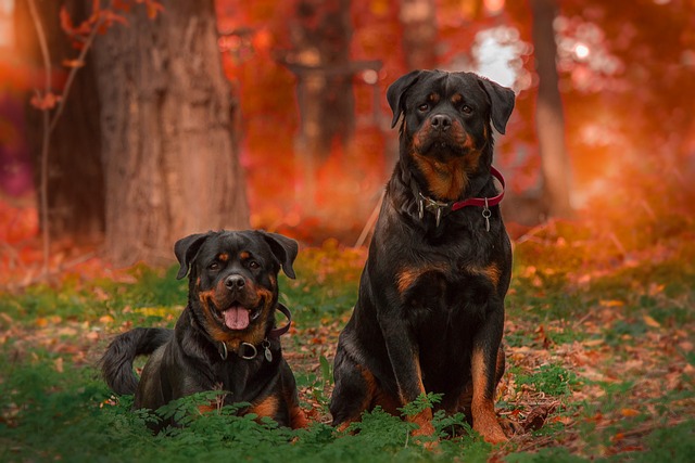 Rottweiler Hvalpe Hovedstaden