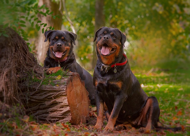 Rottweiler Hvalpe Midtjylland