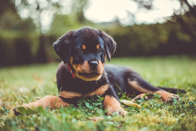 Rottweiler Hvalpe Nordjylland