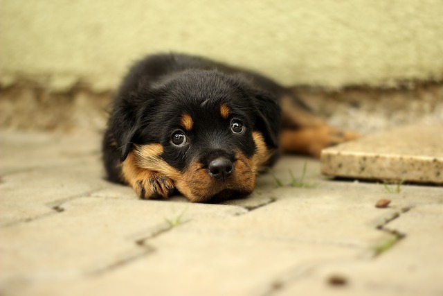 Rottweiler Hvalpe Sjælland