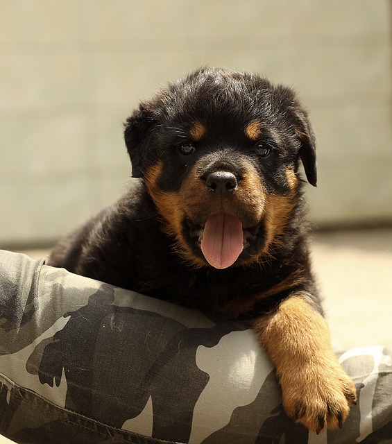 Rottweiler Hvalpe Syddanmark