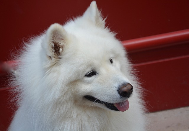 Samojedhund Hvalpe Hovedstaden