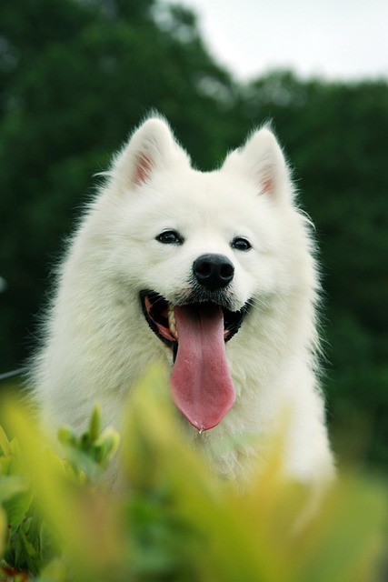 Samojedhund Hvalpe Midtjylland