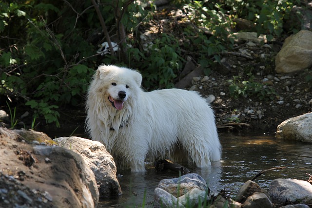 Samojedhund Hvalpe Nordjylland