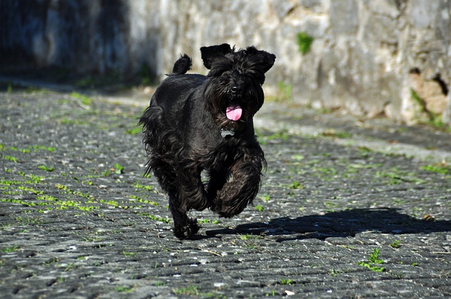 Schnauzer Hvalpe Hovedstaden