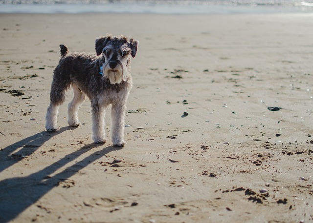 Schnauzer Hvalpe Midtjylland