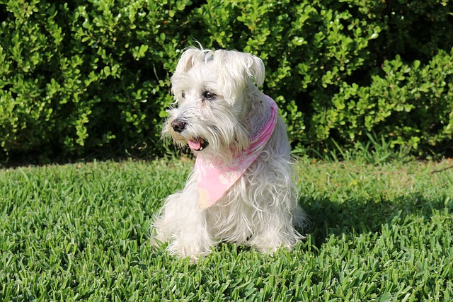 Schnauzer Hvalpe Nordjylland