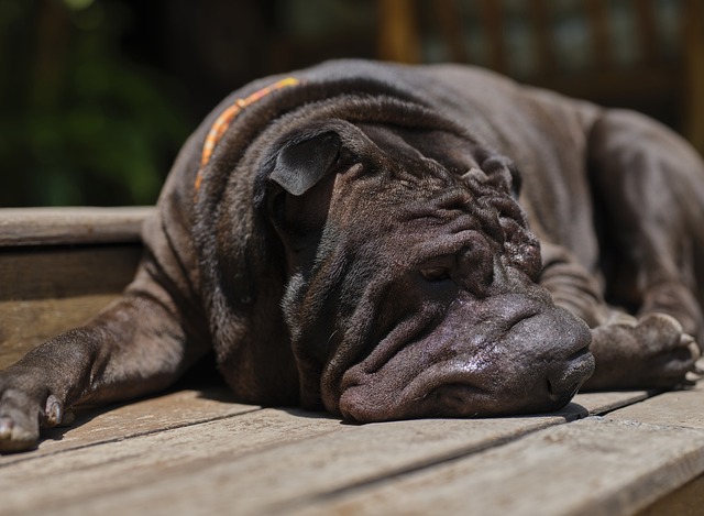 Shar Pei Hvalpe Hovedstaden