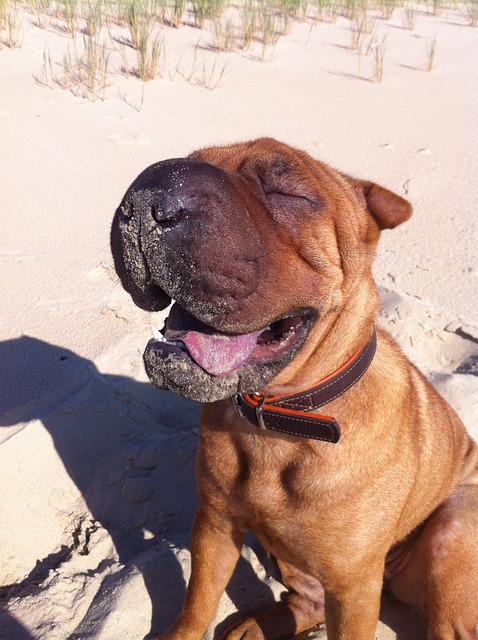 Shar Pei Hvalpe Midtjylland