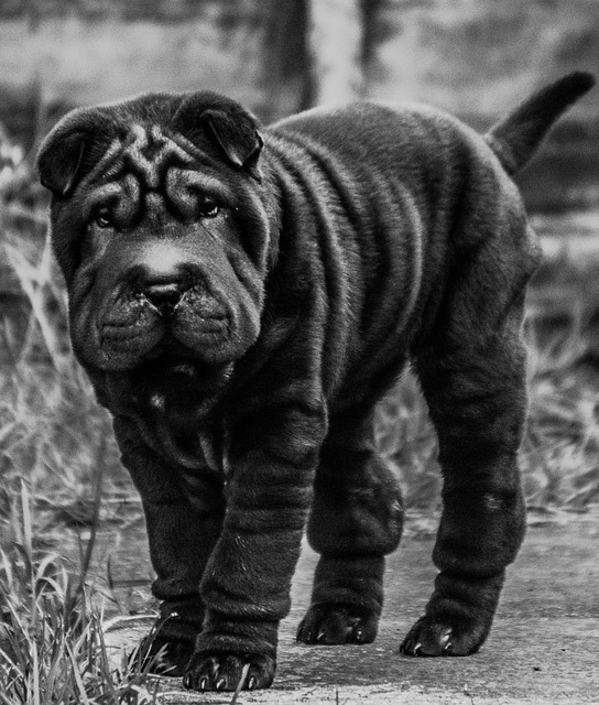 Shar Pei Hvalpe Nordjylland