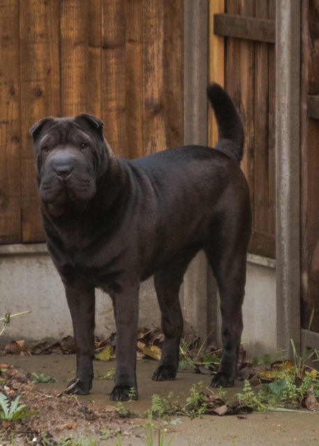 Shar Pei Hvalpe Sjælland