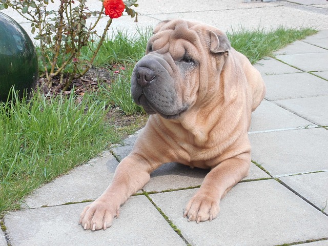 Shar Pei Hvalpe Syddanmark