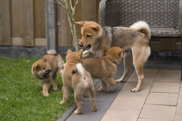 Shiba Inu Hvalpe Hovedstaden