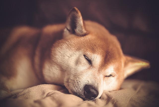 Shiba Inu Hvalpe Nordjylland