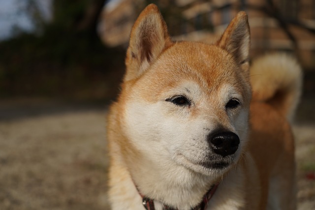 Shiba Inu Hvalpe Sjælland