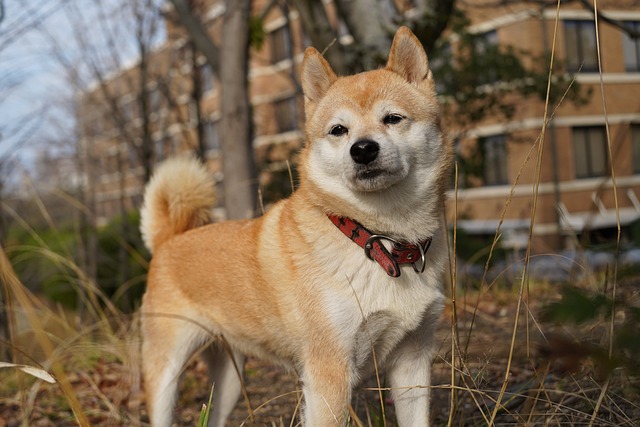 Shiba Inu Hvalpe Syddanmark