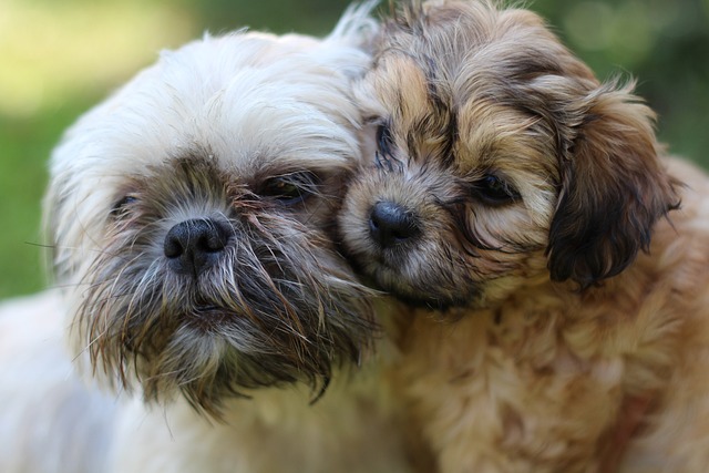 Shih Tzu Hvalpe Hovedstaden