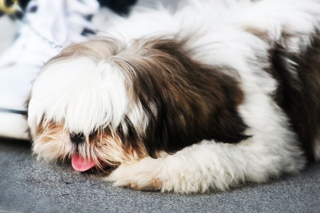 Shih Tzu Hvalpe Midtjylland