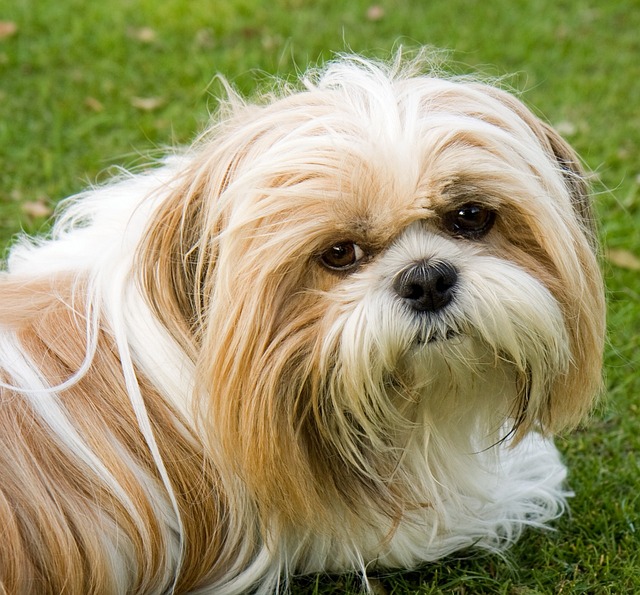 Shih Tzu Hvalpe Sjælland