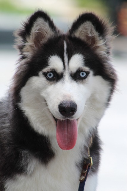 Siberian Husky Hvalpe Hovedstaden