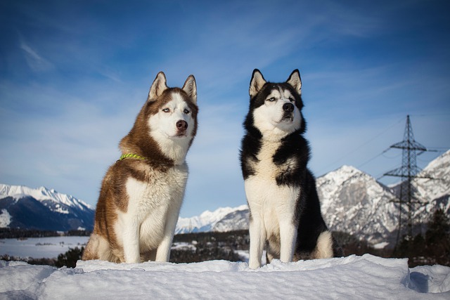 Siberian Husky Hvalpe Nordjylland