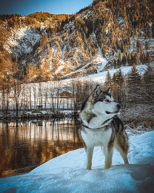 Siberian Husky Hvalpe Sjælland