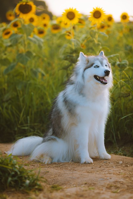 Siberian Husky Hvalpe Syddanmark