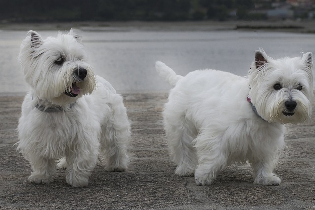 West Highland White Terrier Hvalpe Hovedstaden