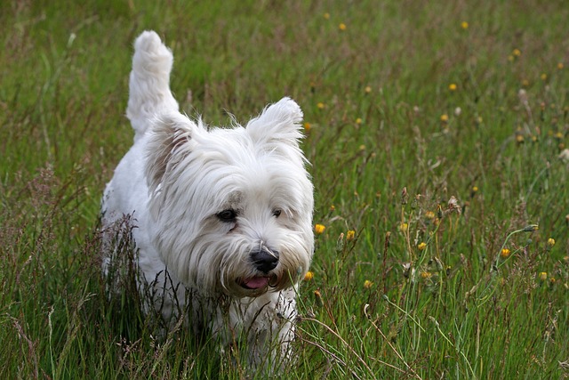 West Highland White Terrier Hvalpe Midtjylland