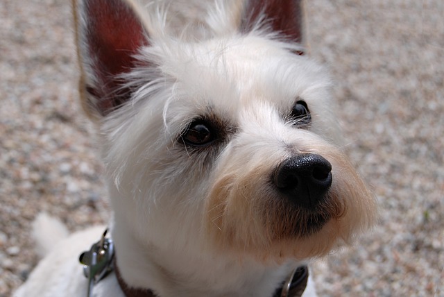 West Highland White Terrier Hvalpe Nordjylland